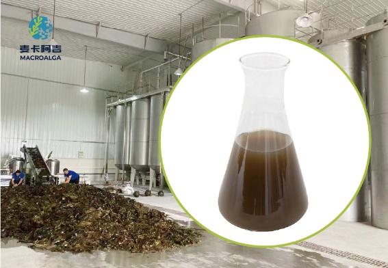 Reliable Brown Algae Extract Supplier Traits Worth Demanding